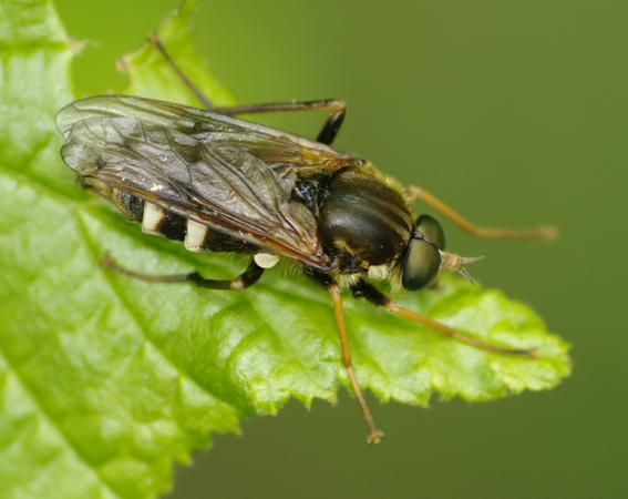 Coenomyia ferruginea, maschio